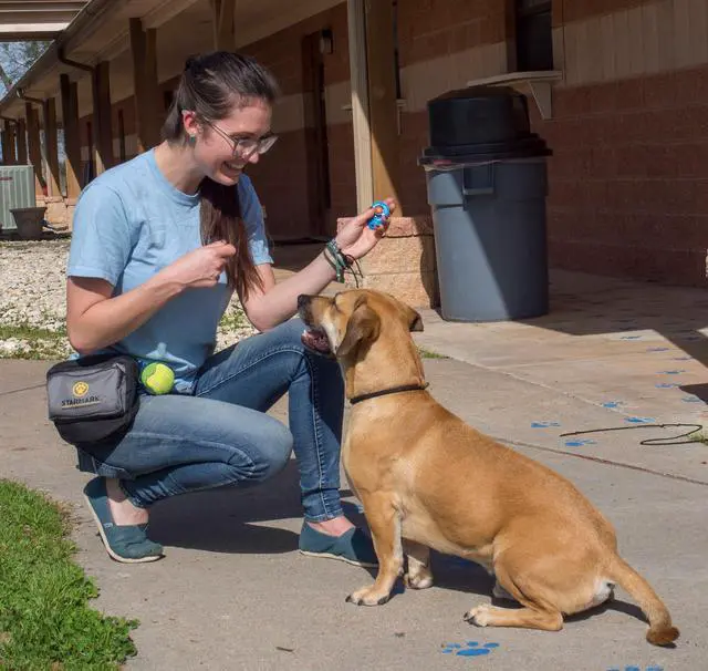 Alt view image 4 of 4 - Pro-Training Clicker for Dogs