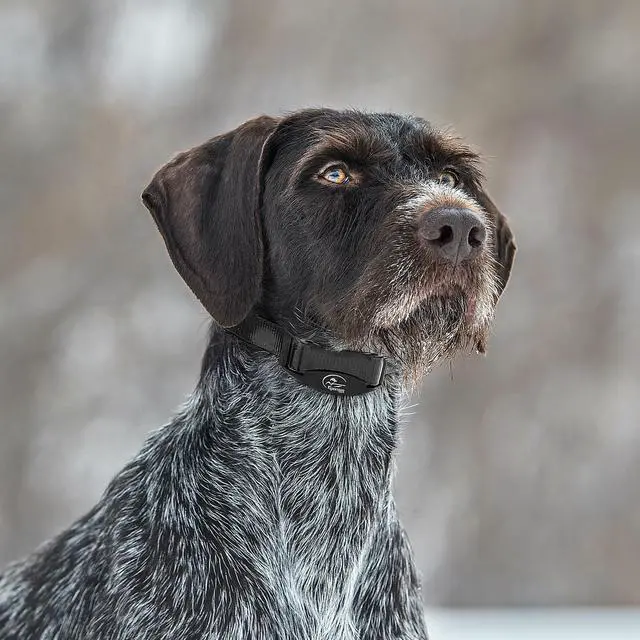 Alt view image 7 of 7 - Brand NoBark Bark Collar