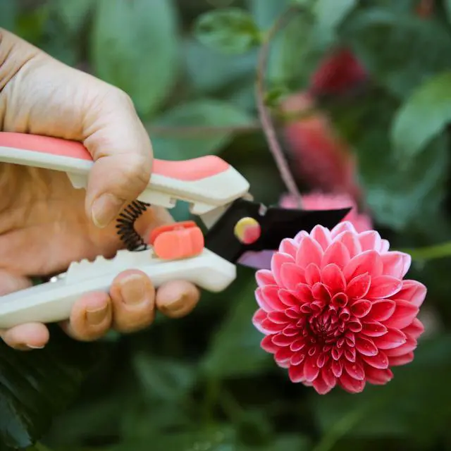 Alt view image 4 of 6 - Floral Pruning Shears, Gardener Gifts Women, Plant Cutting Scissors for Flowers, Spring Bloom
