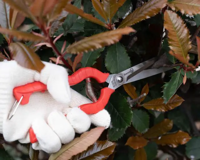 Alt view image 5 of 7 - 2 PACK Multifunctional Thin Fruit Scissors, P-905 Garden Pruner Shears Cutters with Anti-Slip Grip High-Grade Spring Lock Garden Pruner for Garden Fruits Vegetables Plants Flowers