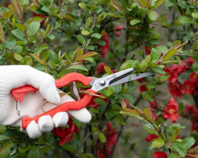 Alt view image 6 of 7 - 2 PACK Multifunctional Thin Fruit Scissors, P-905 Garden Pruner Shears Cutters with Anti-Slip Grip High-Grade Spring Lock Garden Pruner for Garden Fruits Vegetables Plants Flowers