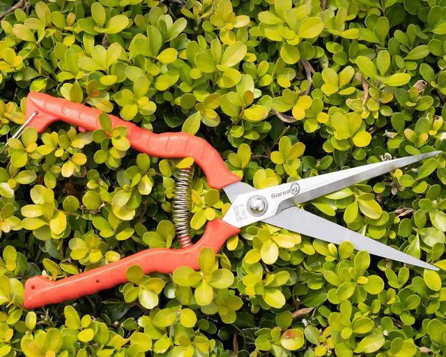 Alt view image 7 of 7 - 2 PACK Multifunctional Thin Fruit Scissors, P-905 Garden Pruner Shears Cutters with Anti-Slip Grip High-Grade Spring Lock Garden Pruner for Garden Fruits Vegetables Plants Flowers