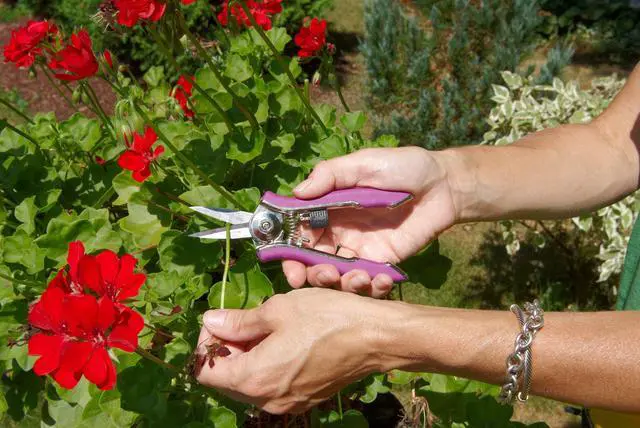 Alt view image 4 of 4 - ColorPoint Stainless Steel Compact Garden Pruning Shears, Hand Pruner, Garden Clippers, with Heavy Duty Blade and Easy grip Handle, Green