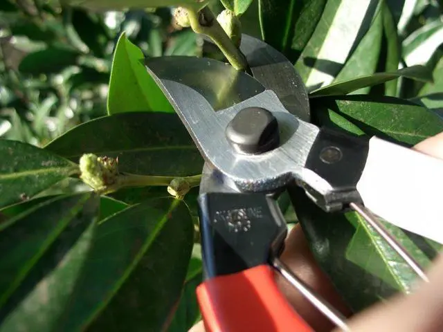 Alt view image 4 of 7 - 103 Bypass Pruners General Purpose Medium (One Pack)