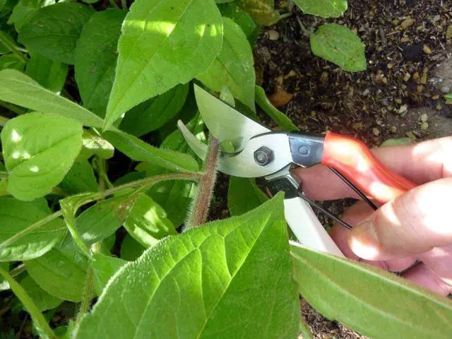 Alt view image 6 of 7 - 103 Bypass Pruners General Purpose Medium (One Pack)