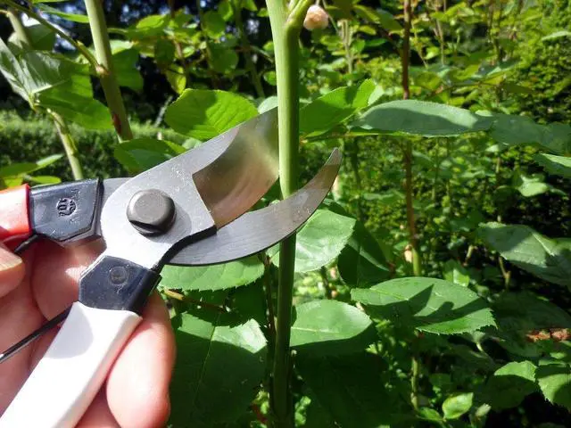 Alt view image 6 of 7 - Pruning Shears Unique 8.3 inches (210 mm) (Blister) No. 104
