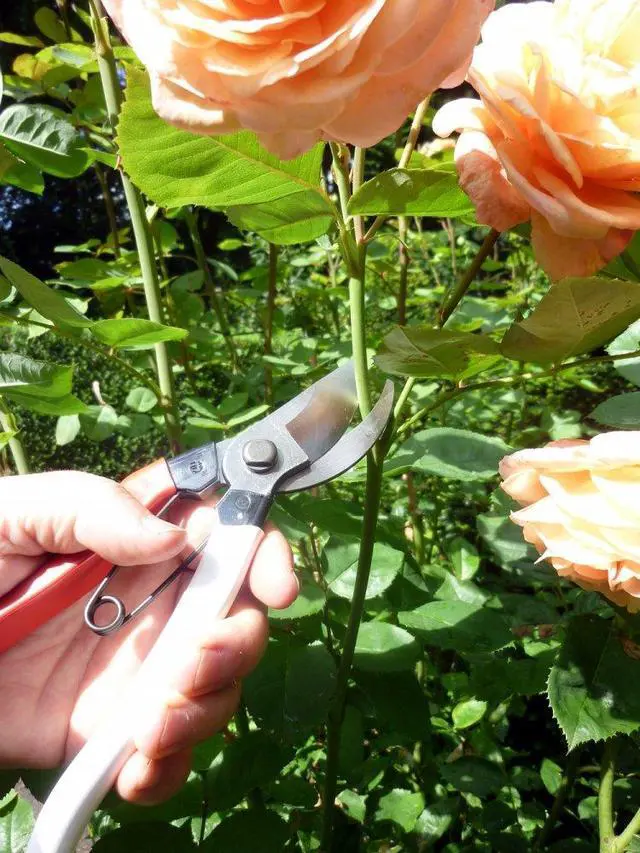 Alt view image 7 of 7 - Pruning Shears Unique 8.3 inches (210 mm) (Blister) No. 104
