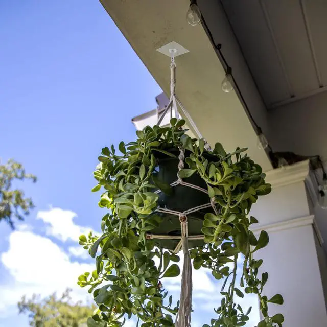 Alt view image 4 of 7 - Adhesive Ceiling Hooks 4 Pack, Hold 25lbs,Heavy Duty for Hanging Plants