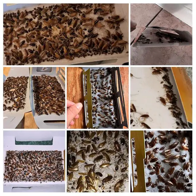 Alt view image 2 of 6 - 20 Pack Roach Traps, Cockroach Traps Indoor Home, Glue Roach Traps, Child & Pets Safe(Upgrade Recipe)