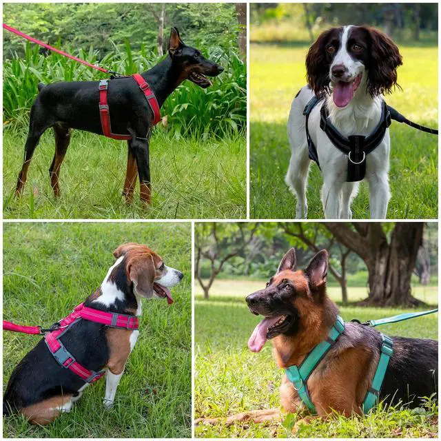 Alt view image 6 of 7 - No Pull Dog Harness, Adjustable Nylon Harness with Soft Padding