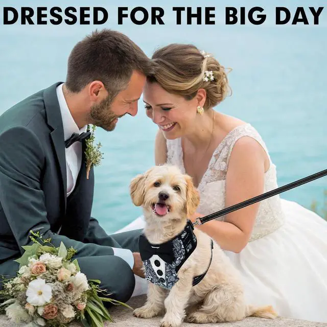 Alt view image 6 of 7 - Dog Tuxedo Harness for Small Medium Dogs, No Pull Dog Harness and Leash Set,Soft Padded Mesh Step-in Dog Vest Tux Costume for Wedding Outfit Birthday Party Holiday,Pet Formal Wear with Bowtie