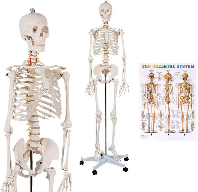 Main image of Human Skeleton Model for Anatomy, 70.8 Life Size Skeleton Model with Nervous System and Rolling Stand for Medical Study, Anatomical Skeleton with Movable Arms and Legs, Dust Cover & Poster