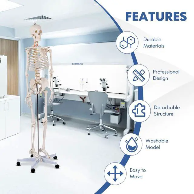 Alt view image 2 of 6 - Human Skeleton Model for Anatomy, 70.8 Life Size Skeleton Model with Nervous System and Rolling Stand for Medical Study, Anatomical Skeleton with Movable Arms and Legs, Dust Cover & Poster