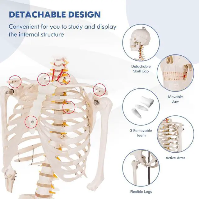 Alt view image 3 of 6 - Human Skeleton Model for Anatomy, 70.8 Life Size Skeleton Model with Nervous System and Rolling Stand for Medical Study, Anatomical Skeleton with Movable Arms and Legs, Dust Cover & Poster