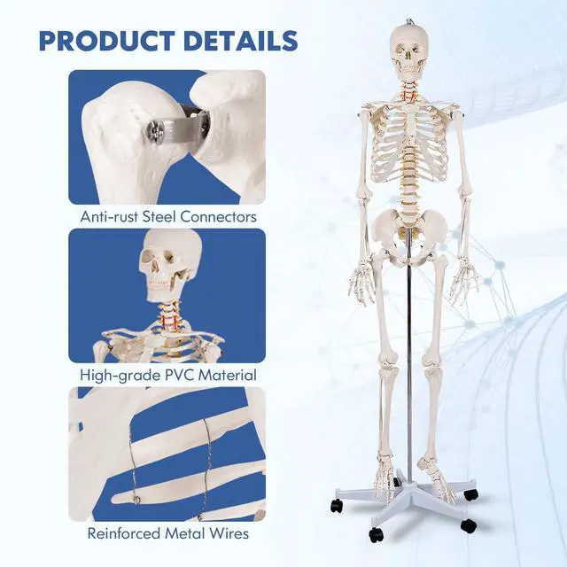 Alt view image 4 of 6 - Human Skeleton Model for Anatomy, 70.8 Life Size Skeleton Model with Nervous System and Rolling Stand for Medical Study, Anatomical Skeleton with Movable Arms and Legs, Dust Cover & Poster