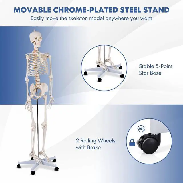 Alt view image 5 of 6 - Human Skeleton Model for Anatomy, 70.8 Life Size Skeleton Model with Nervous System and Rolling Stand for Medical Study, Anatomical Skeleton with Movable Arms and Legs, Dust Cover & Poster