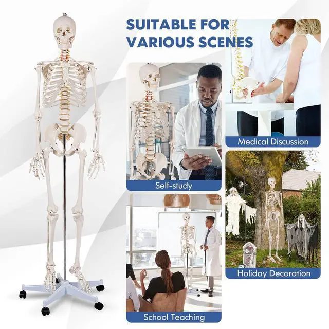 Alt view image 6 of 6 - Human Skeleton Model for Anatomy, 70.8 Life Size Skeleton Model with Nervous System and Rolling Stand for Medical Study, Anatomical Skeleton with Movable Arms and Legs, Dust Cover & Poster