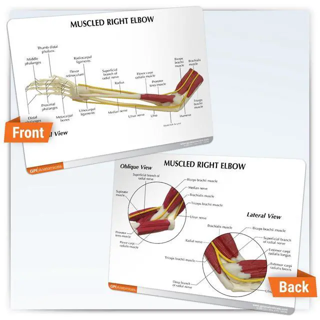 Alt view image 5 of 5 - Muscled Elbow ModelModel of Right Elbow with Muscles | Human Body and Anatomy Replica for Physiology Education, Anatomical Model for Doctor's Office, Medical Learning Resources