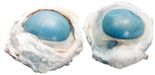 Main image of Preserved Cow Eye Specimen for Dissection, for Biology Classrooms, Vacuum Pack of 50