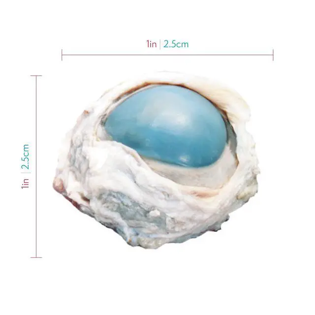Alt view image 3 of 6 - Preserved Cow Eye Specimen for Dissection, for Biology Classrooms, Vacuum Pack of 50