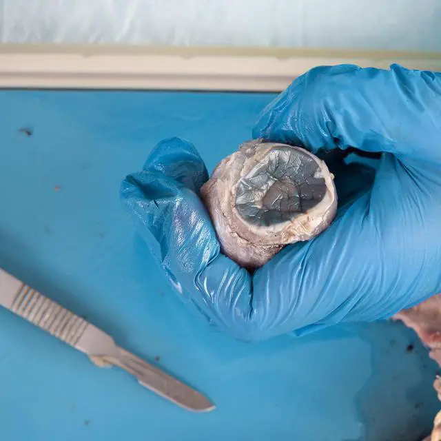 Alt view image 4 of 6 - Preserved Cow Eye Specimen for Dissection, for Biology Classrooms, Vacuum Pack of 50