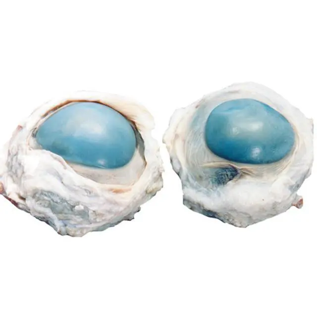 Alt view image 6 of 6 - Preserved Cow Eye Specimen for Dissection, for Biology Classrooms, Vacuum Pack of 50