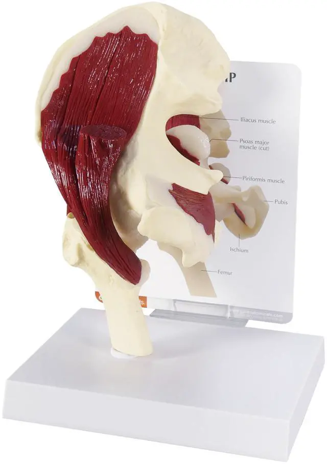 Main image of Muscled Hip Model of Right Hip Joint with Muscles | Human Body and Anatomy Replica for Physiology Education, Anatomical Model for Doctor's Office, Medical Learning Resources