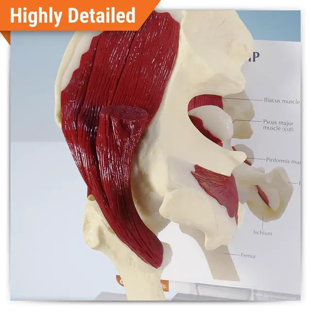 Alt view image 2 of 5 - Muscled Hip Model of Right Hip Joint with Muscles | Human Body and Anatomy Replica for Physiology Education, Anatomical Model for Doctor's Office, Medical Learning Resources