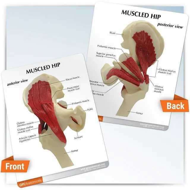 Alt view image 5 of 5 - Muscled Hip Model of Right Hip Joint with Muscles | Human Body and Anatomy Replica for Physiology Education, Anatomical Model for Doctor's Office, Medical Learning Resources