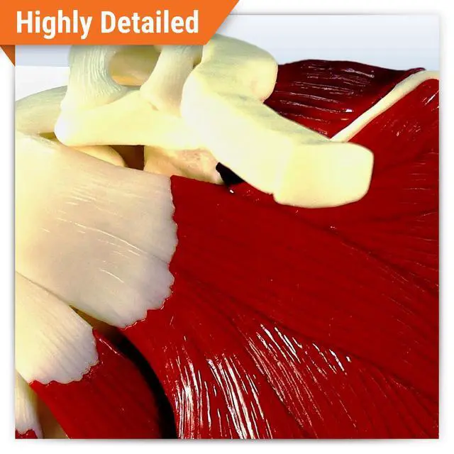 Alt view image 2 of 6 - Muscled Shoulder Model, Right Shoulder Joint | Human Body and Anatomy Replica for Physiology Education, Anatomical Model for Doctor's Office, Medical Learning Resources