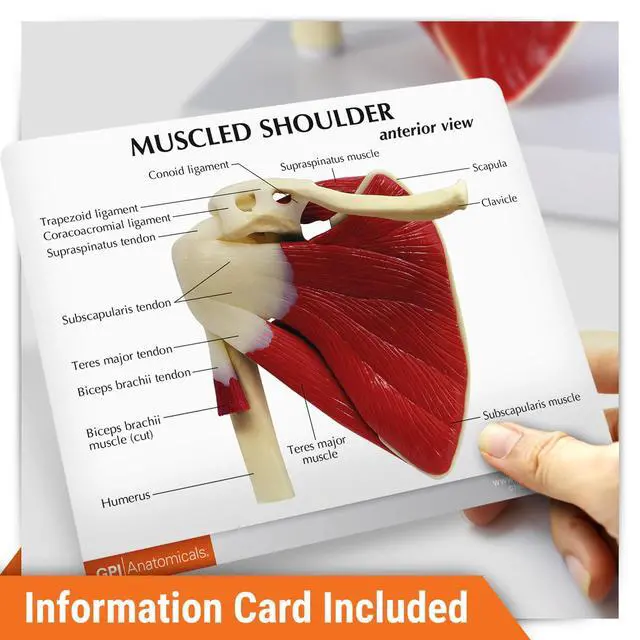 Alt view image 5 of 6 - Muscled Shoulder Model, Right Shoulder Joint | Human Body and Anatomy Replica for Physiology Education, Anatomical Model for Doctor's Office, Medical Learning Resources