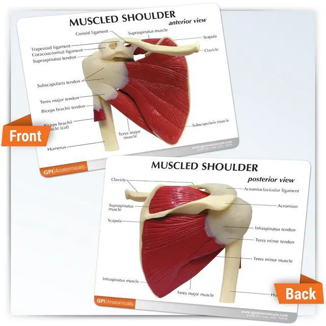 Alt view image 6 of 6 - Muscled Shoulder Model, Right Shoulder Joint | Human Body and Anatomy Replica for Physiology Education, Anatomical Model for Doctor's Office, Medical Learning Resources