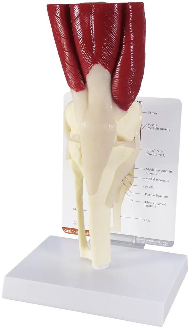 Main image of Muscled Knee ModelRight Knee Joint with Muscles Model | Human Body and Anatomy Replica for Physiology Education, Anatomical Model for Doctor's Office, Medical Learning Resources