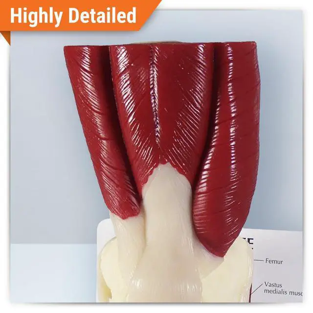 Alt view image 2 of 5 - Muscled Knee ModelRight Knee Joint with Muscles Model | Human Body and Anatomy Replica for Physiology Education, Anatomical Model for Doctor's Office, Medical Learning Resources