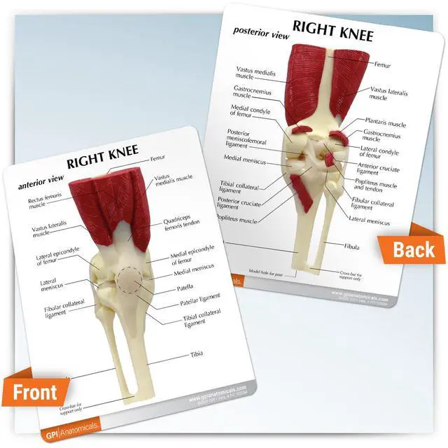 Alt view image 5 of 5 - Muscled Knee ModelRight Knee Joint with Muscles Model | Human Body and Anatomy Replica for Physiology Education, Anatomical Model for Doctor's Office, Medical Learning Resources