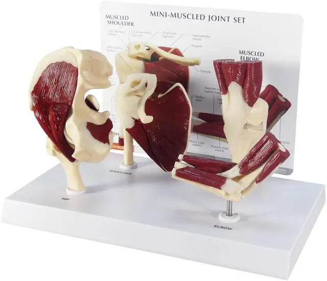 Main image of Mini-Muscled Joint Model Set, Shoulder, Knee, & Elbow Joint | Human Body and Anatomy Replica for Physiology Education, Anatomical Model for Doctor's Office, Medical Learning Resources