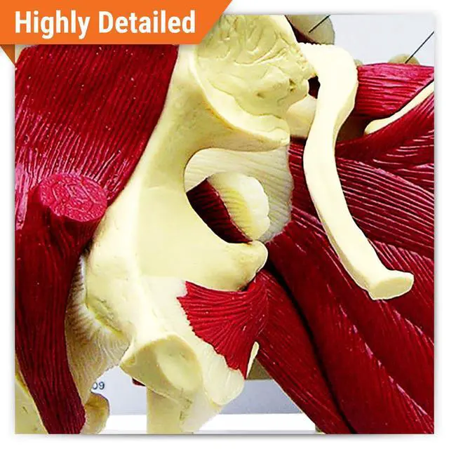Alt view image 2 of 6 - Mini-Muscled Joint Model Set, Shoulder, Knee, & Elbow Joint | Human Body and Anatomy Replica for Physiology Education, Anatomical Model for Doctor's Office, Medical Learning Resources