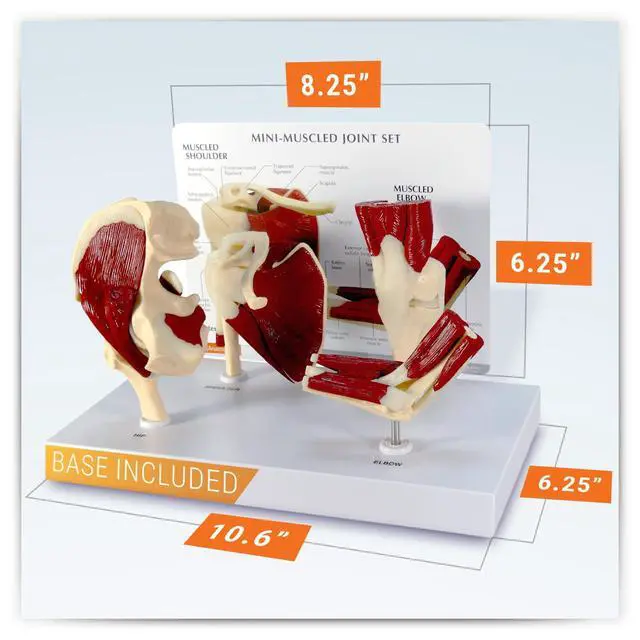 Alt view image 5 of 6 - Mini-Muscled Joint Model Set, Shoulder, Knee, & Elbow Joint | Human Body and Anatomy Replica for Physiology Education, Anatomical Model for Doctor's Office, Medical Learning Resources