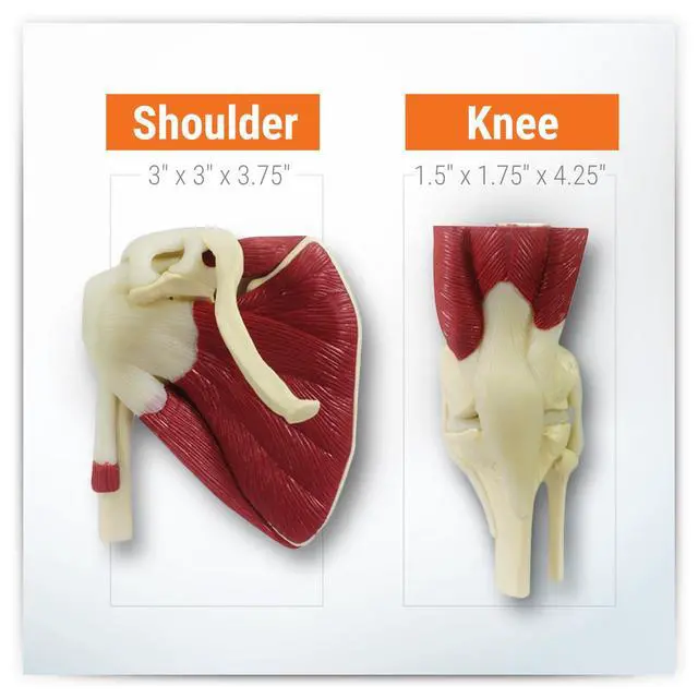 Alt view image 6 of 6 - Mini-Muscled Joint Model Set, Shoulder, Knee, & Elbow Joint | Human Body and Anatomy Replica for Physiology Education, Anatomical Model for Doctor's Office, Medical Learning Resources