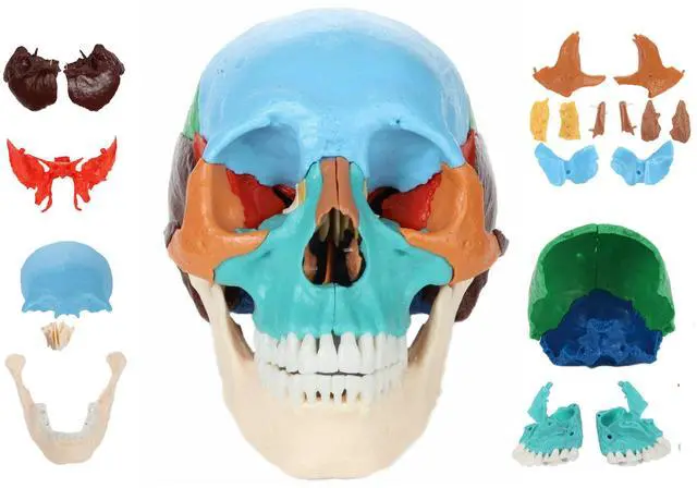 Main image of 22-Part Didactic Human Skull, Cast from a Real Human Skull, 22 Color-Coded Disarticulated Bones with Magnetic Connections, Identifies Over 50 Structures, Full-Color Manual