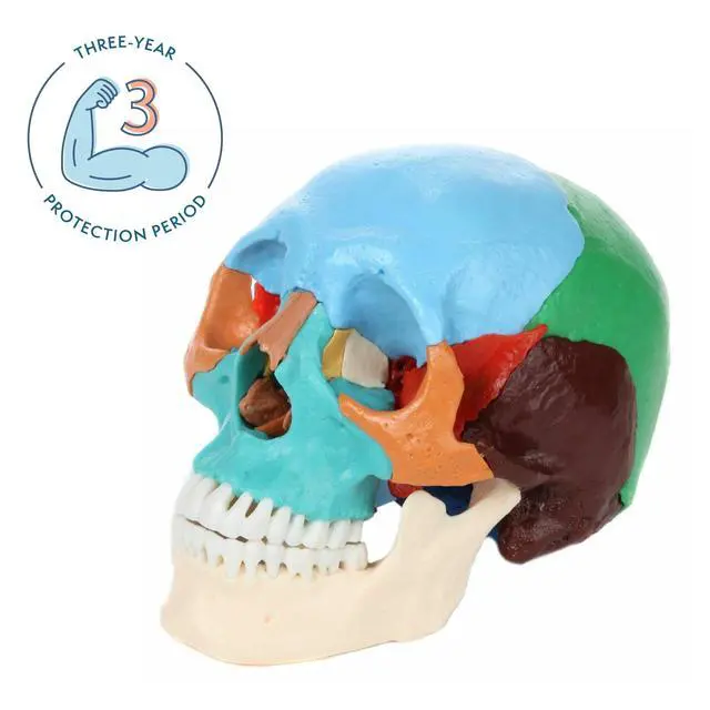 Alt view image 2 of 6 - 22-Part Didactic Human Skull, Cast from a Real Human Skull, 22 Color-Coded Disarticulated Bones with Magnetic Connections, Identifies Over 50 Structures, Full-Color Manual