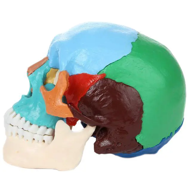 Alt view image 3 of 6 - 22-Part Didactic Human Skull, Cast from a Real Human Skull, 22 Color-Coded Disarticulated Bones with Magnetic Connections, Identifies Over 50 Structures, Full-Color Manual