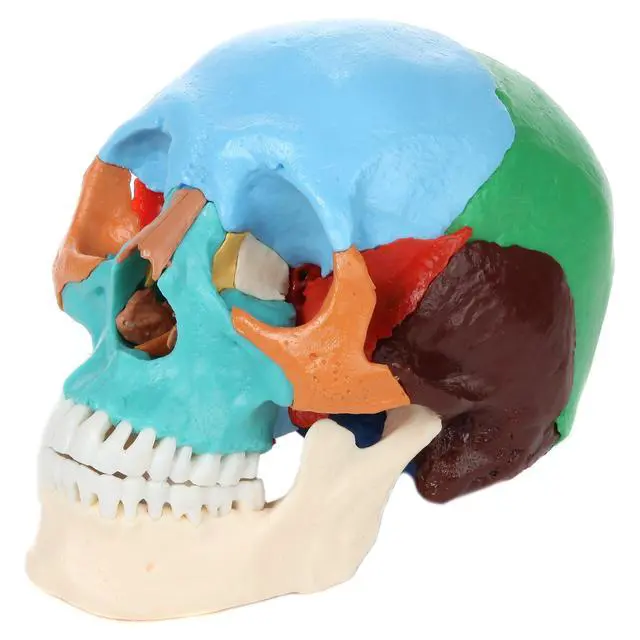 Alt view image 5 of 6 - 22-Part Didactic Human Skull, Cast from a Real Human Skull, 22 Color-Coded Disarticulated Bones with Magnetic Connections, Identifies Over 50 Structures, Full-Color Manual