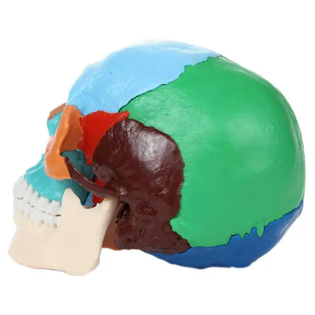 Alt view image 6 of 6 - 22-Part Didactic Human Skull, Cast from a Real Human Skull, 22 Color-Coded Disarticulated Bones with Magnetic Connections, Identifies Over 50 Structures, Full-Color Manual