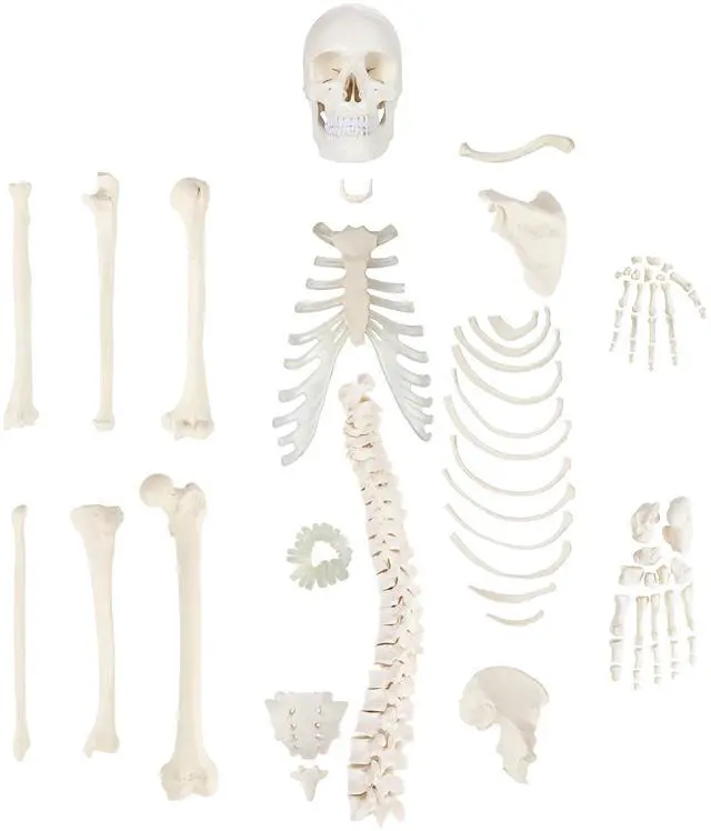 Main image of Half Disarticulated Human Skeleton with 3-Part Human Skull, Hand, Foot, Anatomical Life Size Bones | Includes Detailed Product Manual Skeletal System Anatomical Chart