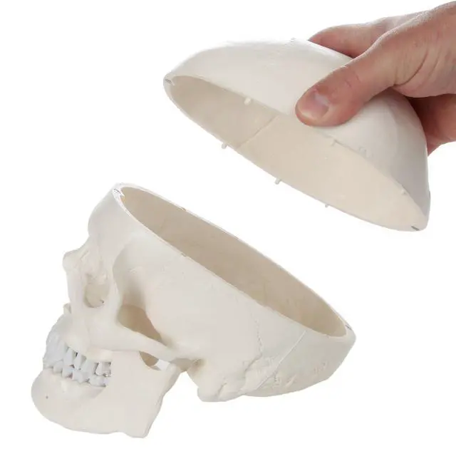 Alt view image 2 of 6 - Half Disarticulated Human Skeleton with 3-Part Human Skull, Hand, Foot, Anatomical Life Size Bones | Includes Detailed Product Manual Skeletal System Anatomical Chart