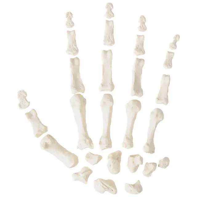 Alt view image 3 of 6 - Half Disarticulated Human Skeleton with 3-Part Human Skull, Hand, Foot, Anatomical Life Size Bones | Includes Detailed Product Manual Skeletal System Anatomical Chart