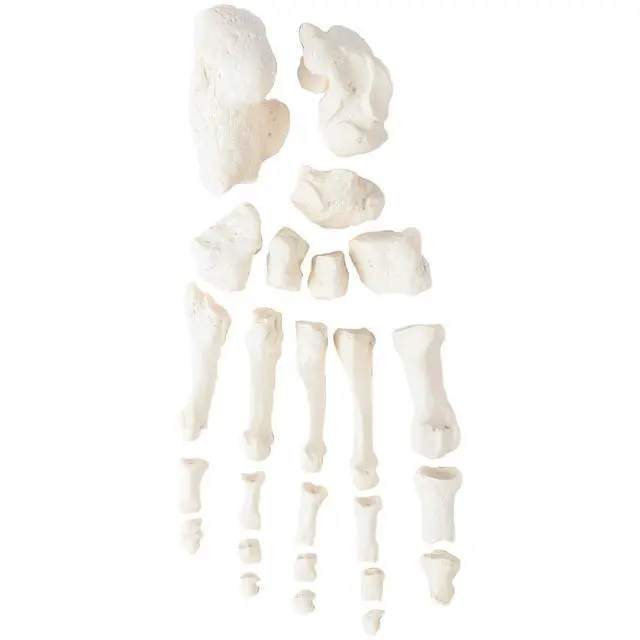 Alt view image 4 of 6 - Half Disarticulated Human Skeleton with 3-Part Human Skull, Hand, Foot, Anatomical Life Size Bones | Includes Detailed Product Manual Skeletal System Anatomical Chart