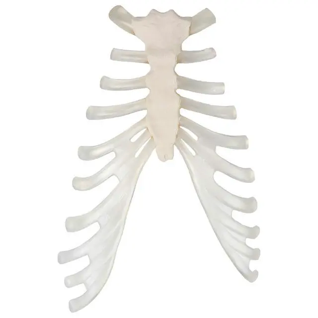 Alt view image 5 of 6 - Half Disarticulated Human Skeleton with 3-Part Human Skull, Hand, Foot, Anatomical Life Size Bones | Includes Detailed Product Manual Skeletal System Anatomical Chart