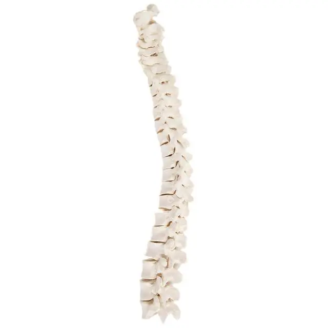 Alt view image 6 of 6 - Half Disarticulated Human Skeleton with 3-Part Human Skull, Hand, Foot, Anatomical Life Size Bones | Includes Detailed Product Manual Skeletal System Anatomical Chart